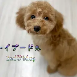 【 トイプードル 】生後半年！童顔ぷーちゃん、更なる高みを目指して成長中！