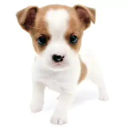 ジャックラッセルテリア