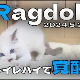 【 ラグドール成長ログ 】トイレハイで覚醒モードのラグちゃん!