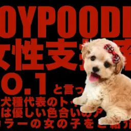 【 トイプードル 】女性支持率NO.1の優しいアプリコットカラーの女の子！