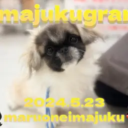 【 イマジュクグラム 】お散歩デビュー&先輩わんこと初対面したペキニーズちゃま!