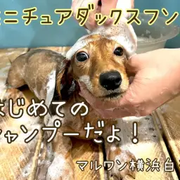 【 ミニチュアダックスフント 】ダックスくんシャンプーデビューの様子大公開！