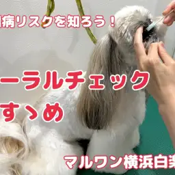 【 白楽店トリミング 】愛犬のお口は大丈夫！？オーラルチェックのご案内