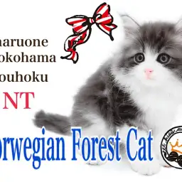 【 ノルウェージャン 】可愛さと優美さを兼ね備えたプレミアムキャット