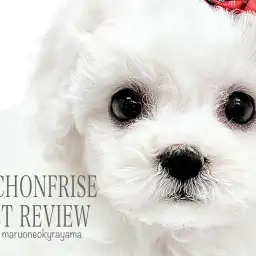 【 ビションフリーゼ 】両親共に5.0kgのちょうどいいサイズ感のアフロドッグ!