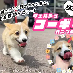 【 コーギー 】元気ハツラツ!初めてのお外も楽しく過ごせちゃうよ!2ndブログ