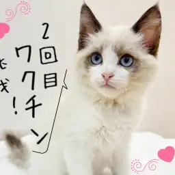 【 ほっこり北通Vol.69 】二回目ワクチンに挑戦！ドキドキのラグちゃん