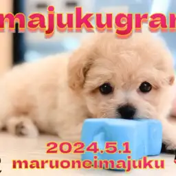 【 イマジュクグラム 】アプリコットカラーの爆毛マルプー登場!最新動画を大公開!