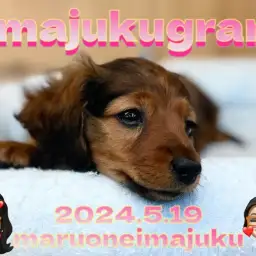 【 イマジュクグラム 】胴長短足の甘え上手なダックスちゃま!寝顔は必見の可愛さ!