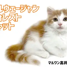 【 ノルウェージャン 】大型猫の圧倒的な存在感!美しい被毛を持った森の妖精登場!