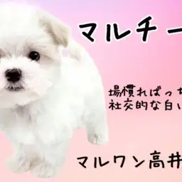 【 マルチーズ 】マズルが短いベイビーフェイスを持った男の子が登場!