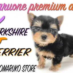 【 ヨーキー 】ボリューミーな漆黒の被毛、穏やかな性格を持ち合わせた男の子!