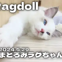 【 ラグドール成長ログ 】まどろむ姿が美しいラグちゃん!!