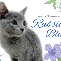 【 ロシアンブルー 】しなやかな猫美を堪能しつつ、甘えん坊な性格も可愛い男の子