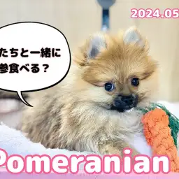 【 ポメラニアン成長ログ 】人参ダイスキ!!今日も元気なポメラニアンちゃん!