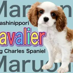 【 キャバリア 】弾ける明るさで皆を笑顔に！ブレンハイムの優しき貴公子