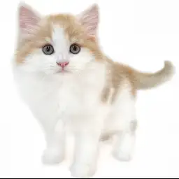 ノルウェージャンフォレストキャット