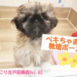 【ほっこり北通Vol.63】ペキニーズちゃんの教壇ポーズ！