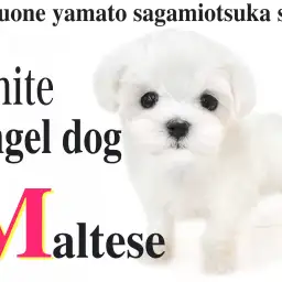 【 マルチーズ 】純白の正統派美女降臨！小さな天使が貴方に幸せ運びます！