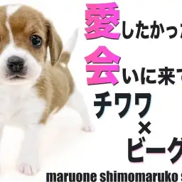 【 MIX 】チワワとビーグルのミックス犬!頭には愛の象徴のマークがある?