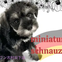【 ミニチュアシュナウザー 】トイレの成功率は90%以上!優等生シュナちゃん登場