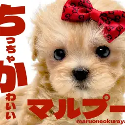 【 MIX 】生後60日で体重405gのバニラ系アプリコットマルプーちゃん！