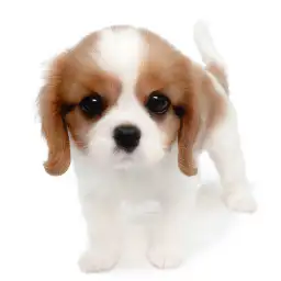 キャバリア・キングチャールズ・スパニエル
