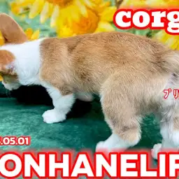 【 コーギー成長ログ 】プリケツコギたん!今日も張り切ってお散歩レッツゴー!