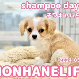 【 チワワ×キャバリア成長ログ 】ドキドキ！チワキャバちゃん初めてのシャンプーに挑戦！