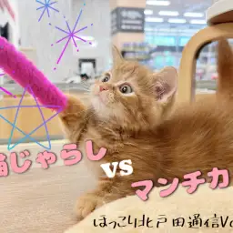 【 ほっこり北通vol.62 】届いてなくても気にしない！短足マンチカン参上！