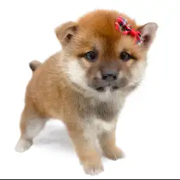 柴犬