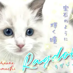 【 ラグドール 】ブルーサファイアの輝く瞳はまさに宝石!ぬいぐるみキャット!