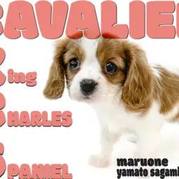 【 キャバリア 】背中に幸運と自由の翼を背負ったブレンハイムが綺麗な正統派美犬!