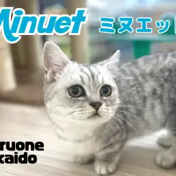 【 ミヌエット 】短足は成長しても健在！もうすぐ生後6ヵ月の甘えん坊な男の子！