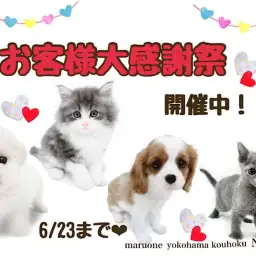 【 お知らせ 】お客様大感謝祭開催中！港北NT店の可愛いワンニャンご紹介