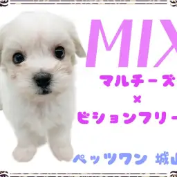 【 MIX 】 城山店初！とっても人懐っこいマルションちゃん降臨