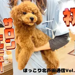 【 ほっこり北通Vol.66 】初サロンに挑戦のプーちゃん！