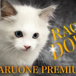 【 ラグドール 】両親共にICCチャンピオンの良血統!プレミアムラグドール!