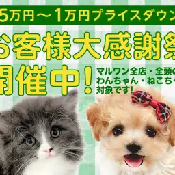 【 お客様大感謝祭 】わんにゃんとの新生活応援プレゼント企画!
