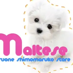 【 マルチーズ 】小さなパートナードッグ!永遠の幼さを約束された逸材現る。