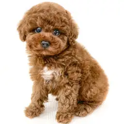 トイ・プードル