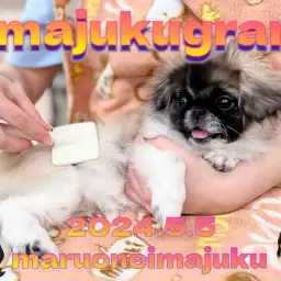 【 イマジュクグラム 】レアカラーのおっとりペキニーズちゃまのお手入れタイム!