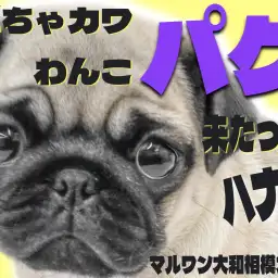 【 パグ 】ついに、コミカル担当がやって来た！気づいたらきっとあなたも笑顔に!