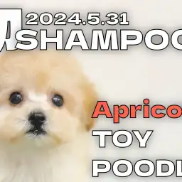 【 トイプードル成長ログ 】初シャンプーで更に可愛くなりました！！