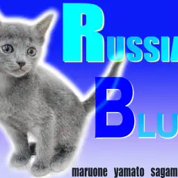 【 ロシアンブルー 】エメラルドグリーンの瞳を持つ甘えん坊な女の子！