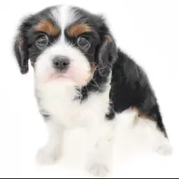 キャバリア・キングチャールズ・スパニエル