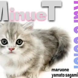 【 ミヌエット 】超レアカラー！ひな祭りに生まれた美形で甘えん坊な愛すべき短足猫