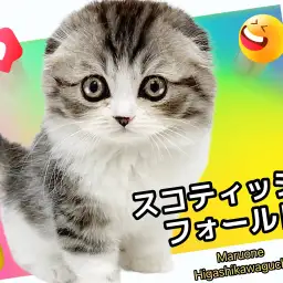 【 スコティッシュフォールド 】圧倒的人気猫種!シルバータビー&ホワイトの美男子