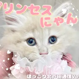 【 ほっこり北通Vol.58 】可愛さプリンセス級のサイベリアンちゃん！