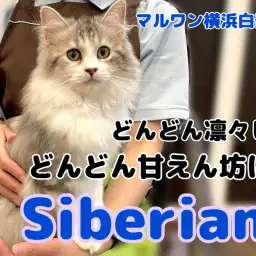 【 サイベリアン 】見た目と性格のギャップがたまらない！イケメンにゃんこ成長記録